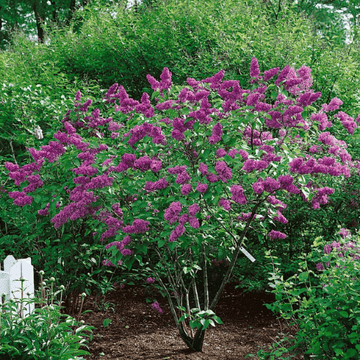 Lilas commun 'Charles Joly' - Syringa vulgaris 'Charles Joly'