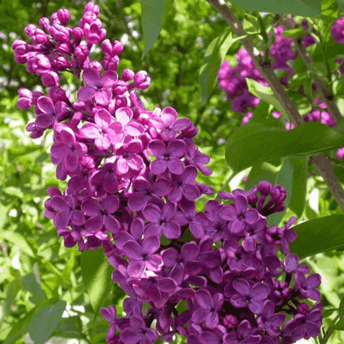 Lilas commun 'Charles Joly' - Syringa vulgaris 'Charles Joly' - FLEURANDIE