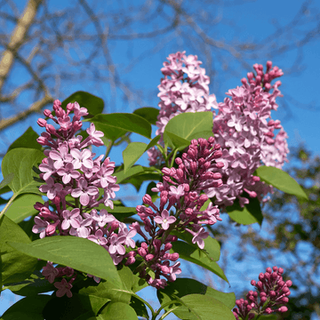 Lilas commun Florent Stepman - Syringa vulgaris  Florent Stepman