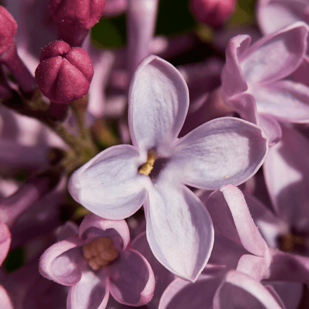 Lilas commun Florent Stepman - Syringa vulgaris Florent Stepman - FLEURANDIE