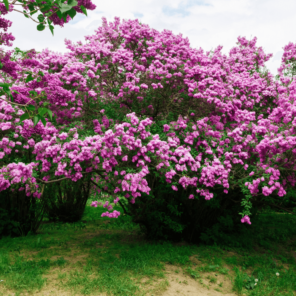 Lilas commun Florent Stepman - Syringa vulgaris Florent Stepman - FLEURANDIE