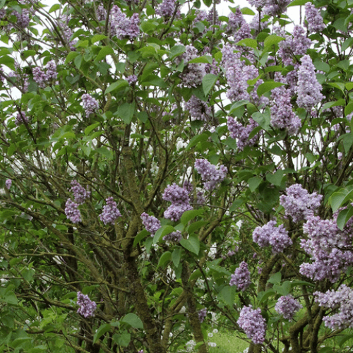 Lilas commun 'Katherine Havemeyer' - Syringa vulgaris 'Katherine Havemeyer' - FLEURANDIE