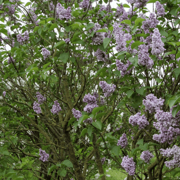 Lilas commun 'Katherine Havemeyer' - Syringa vulgaris 'Katherine Havemeyer'