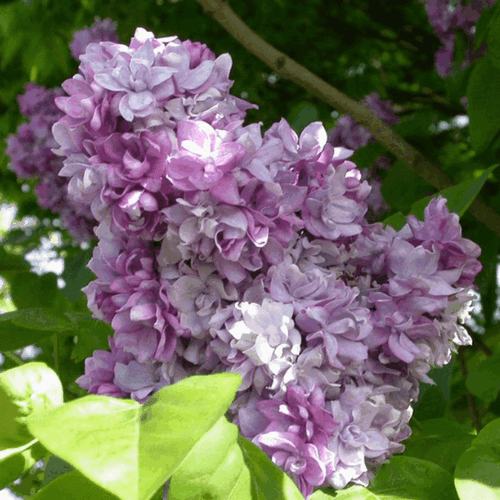 Lilas commun 'Katherine Havemeyer' - Syringa vulgaris 'Katherine Havemeyer' - FLEURANDIE