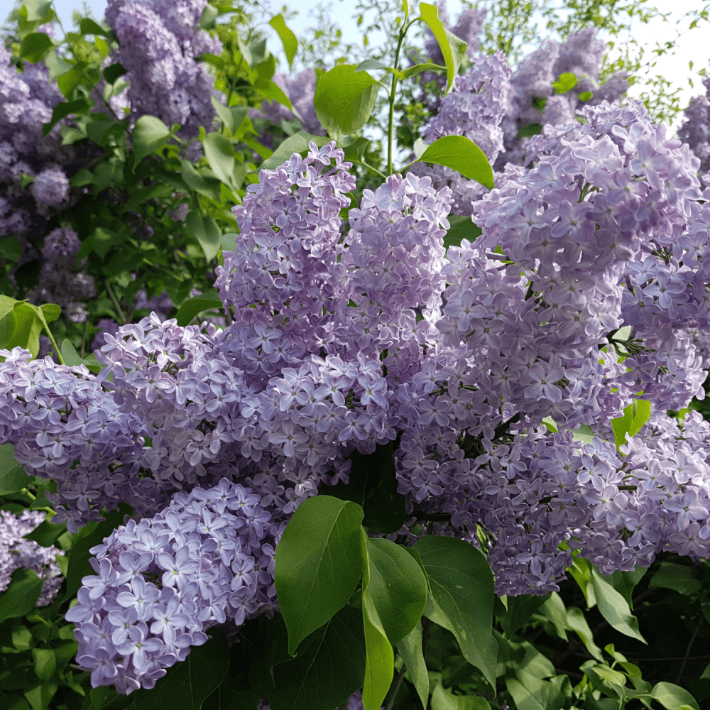 Lilas commun 'President Grevy' - Syringa vulgaris 'President Grevy' - FLEURANDIE