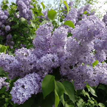 Lilas commun 'President Grevy' -  Syringa vulgaris 'President Grevy'