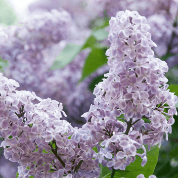 Lilas commun 'President Grevy' -  Syringa vulgaris 'President Grevy'