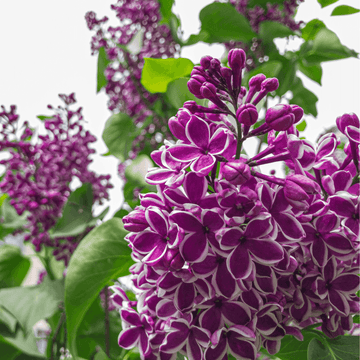 Lilas commun Sensation - Syringa vulgaris 'Sensation'