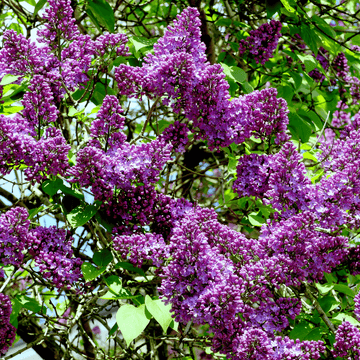 Lilas commun Sensation - Syringa vulgaris 'Sensation'