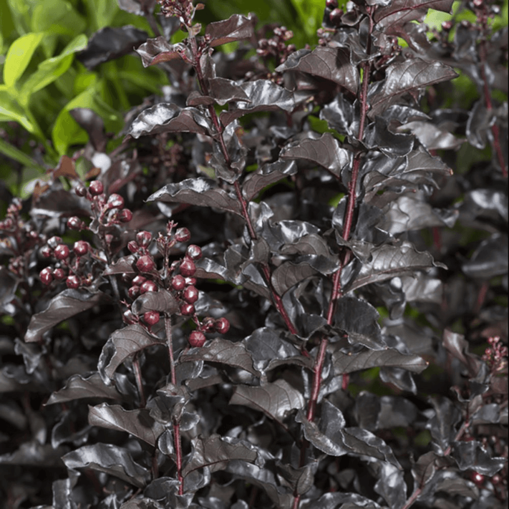 Lilas des Indes Black Solitaire® - Lagerstroemia indica 'Black Solitaire Best Red' - FLEURANDIE