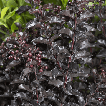 Lilas des Indes Black Solitaire® - Lagerstroemia indica 'Black Solitaire Best Red'