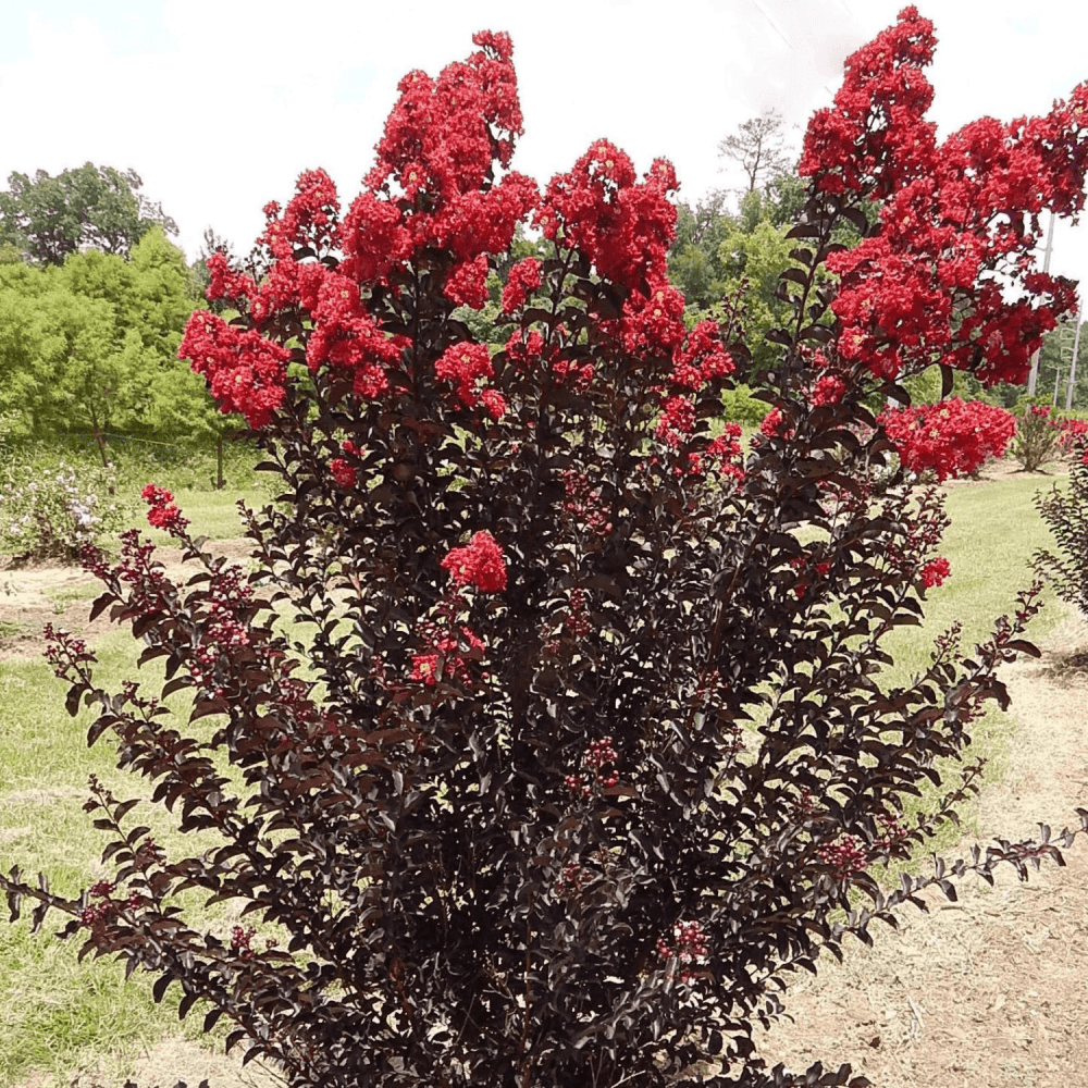 Lilas des Indes Black Solitaire® - Lagerstroemia indica 'Black Solitaire Best Red' - FLEURANDIE