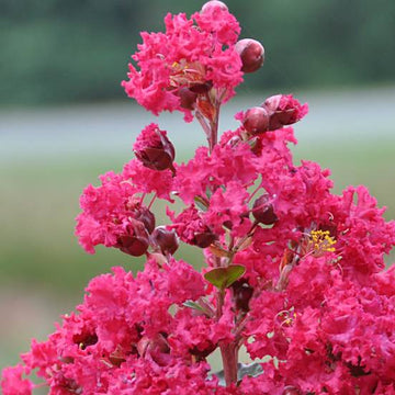 Lilas des Indes Braise D'été®' - Lagerstroemia indica 'Braise d'été®'