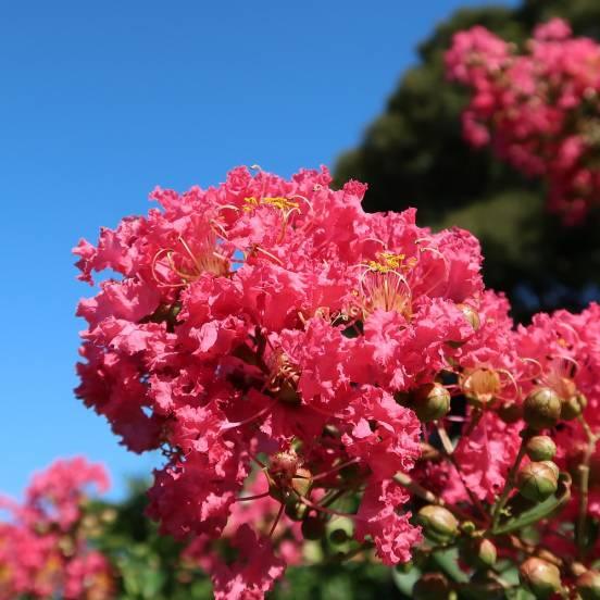 Lilas des Indes indica Caroline Beauty - FLEURANDIE