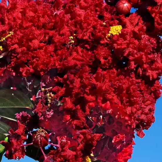 Lilas des Indes indica Durant Rouge - FLEURANDIE