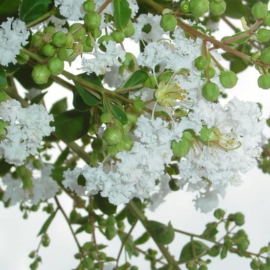 Lilas des Indes indica Neige d'été® - FLEURANDIE