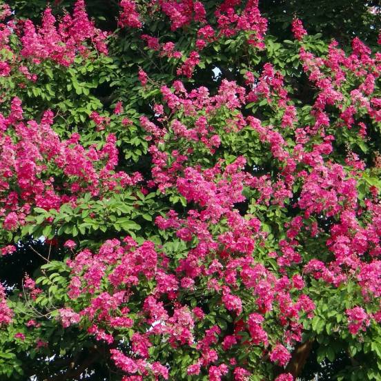 Lilas des Indes indica Red Imperator - Lagerstroemia indica 'Red Imperator'