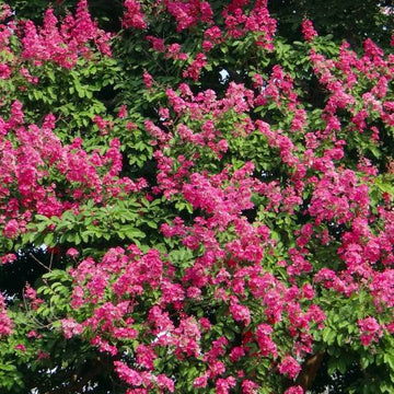 Lilas des Indes indica Fuchsia d'été® 'Indyfus' - Lagerstroemia indica 'Fuchia d'Eté'