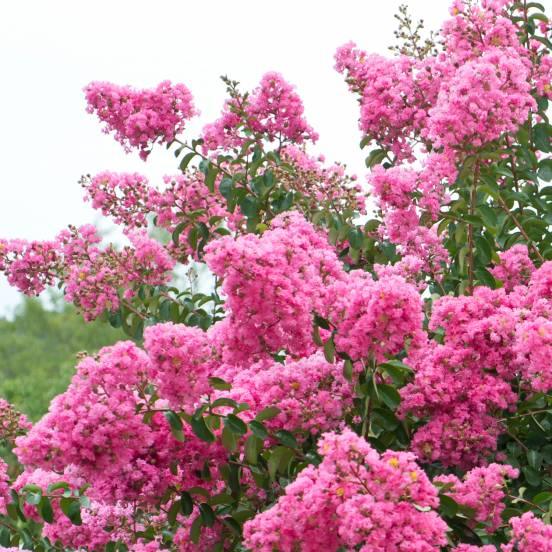 Lilas des Indes indica Rose - FLEURANDIE