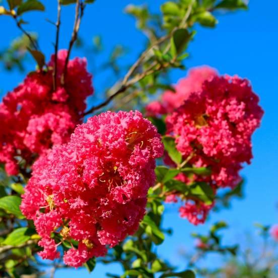 Lilas des Indes indica Rose Indien - FLEURANDIE