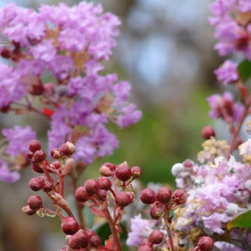 Lilas des Indes indica Violet - Lagerstroemia indica 'violet'