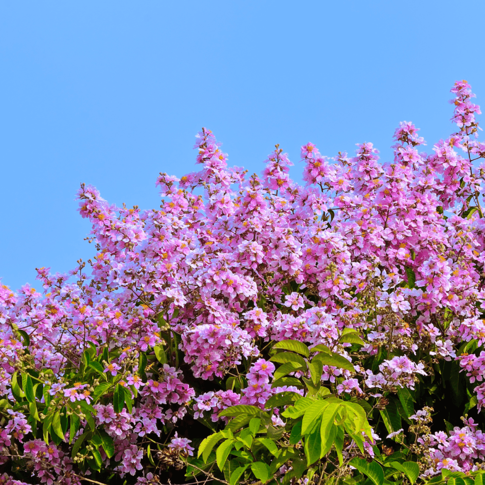 Lilas des Indes 'Monbazillac' - Lagerstroemia indica 'Monbazillac' - FLEURANDIE