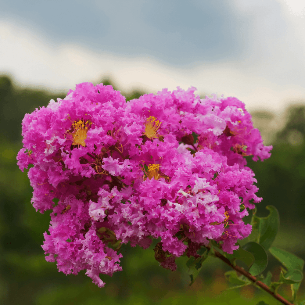 Lilas des Indes 'Monbazillac' - Lagerstroemia indica 'Monbazillac' - FLEURANDIE