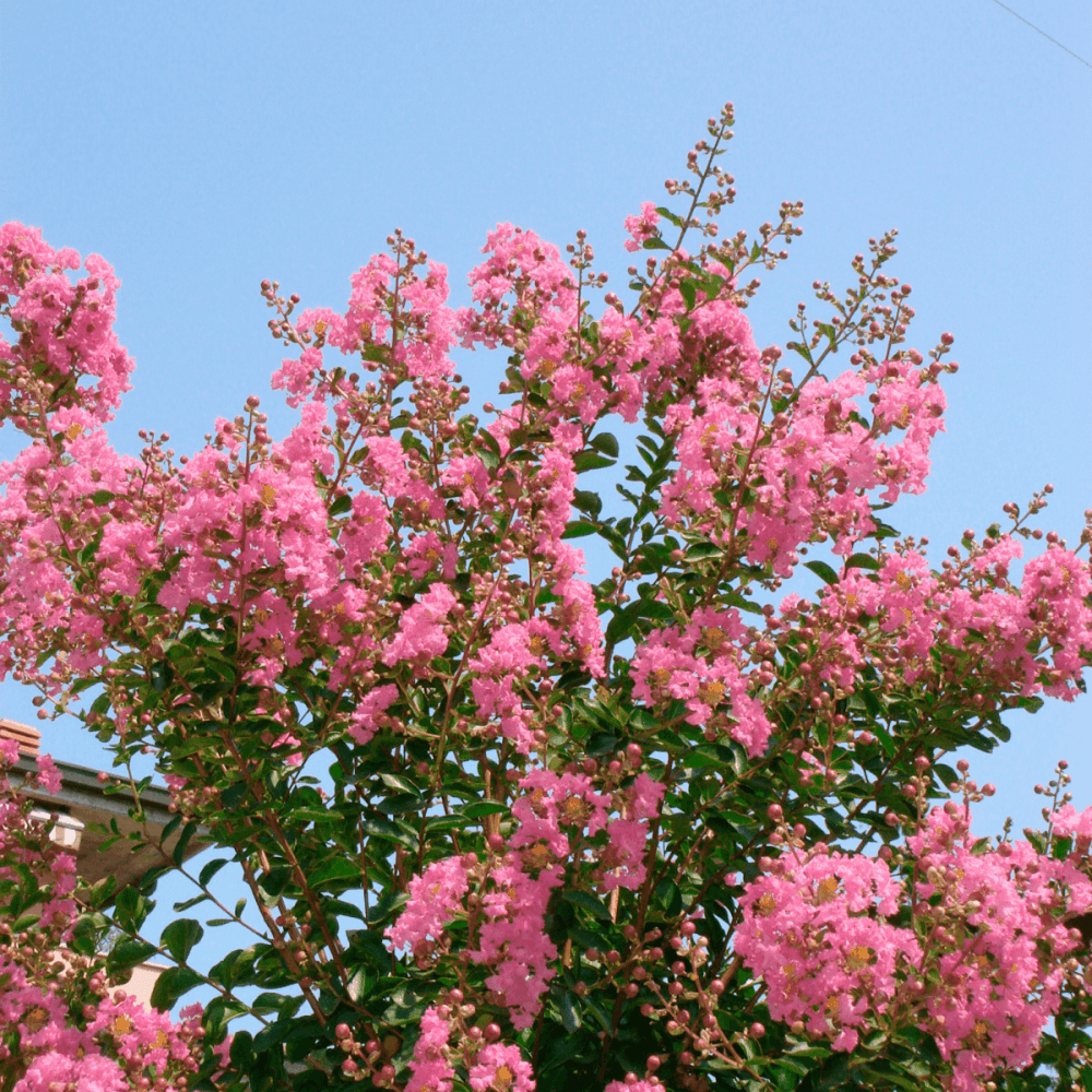 Lilas des Indes 'Monbazillac' - Lagerstroemia indica 'Monbazillac' - FLEURANDIE