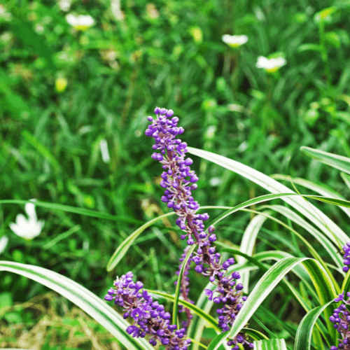 Liriope spicata - Liriope spicata - FLEURANDIE