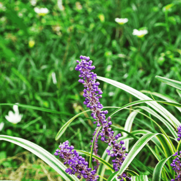 Liriope spicata - Liriope spicata