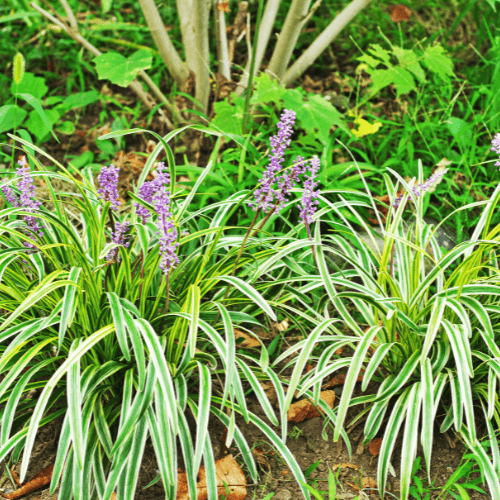 Liriope spicata - Liriope spicata - FLEURANDIE