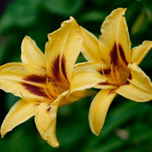 Lis d'un jour 'Bonanza' - Hemerocallis 'Bonanza' - FLEURANDIE