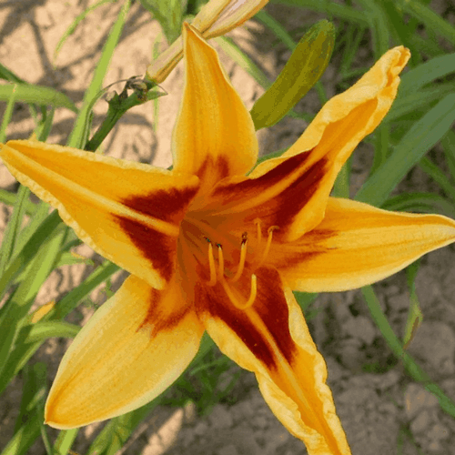 Lis d'un jour 'Bonanza' - Hemerocallis 'Bonanza' - FLEURANDIE