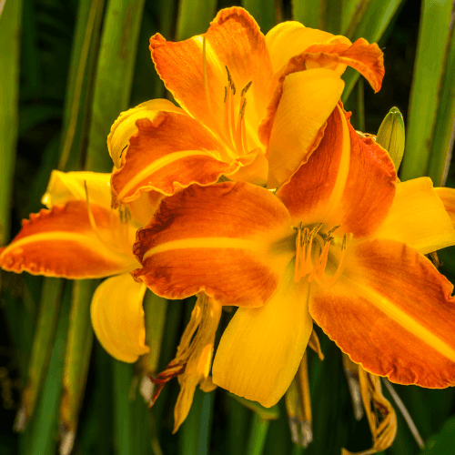 Lis d'un jour 'Frans Hals' - Hemerocallis frans hals - FLEURANDIE