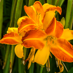 Lis d'un jour 'Frans Hals' - Hemerocallis frans hals - FLEURANDIE