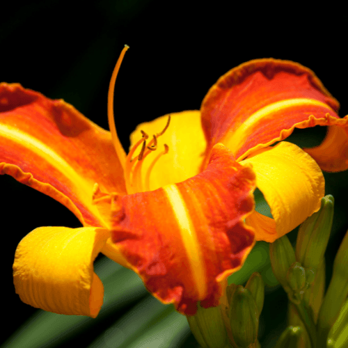 Lis d'un jour 'Frans Hals' - Hemerocallis frans hals - FLEURANDIE