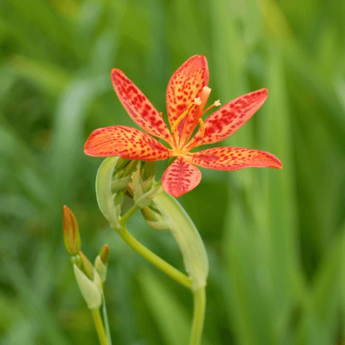 Lis leopard cuivré - Belamcanda chinensis - FLEURANDIE