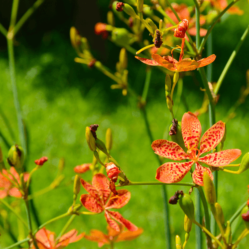 Lis leopard cuivré - Belamcanda chinensis - FLEURANDIE