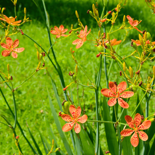 Lis leopard cuivré - Belamcanda chinensis - FLEURANDIE