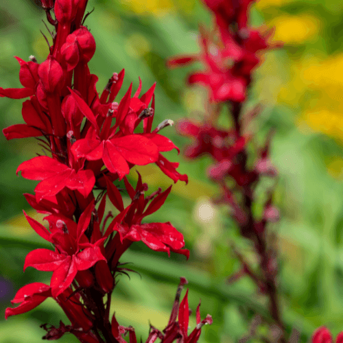 Lobélie 'Queen Victoria' - Lobelia 'Queen Victoria' - FLEURANDIE