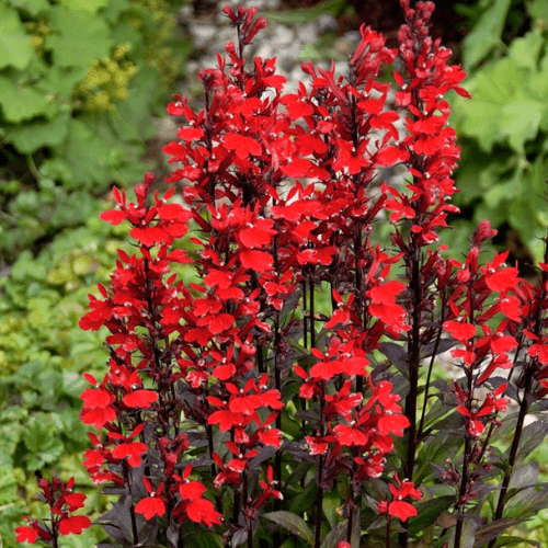 Lobélie 'Queen Victoria' - Lobelia 'Queen Victoria' - FLEURANDIE