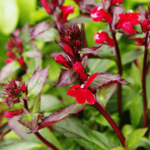 Lobélie 'Queen Victoria' - Lobelia 'Queen Victoria' - FLEURANDIE