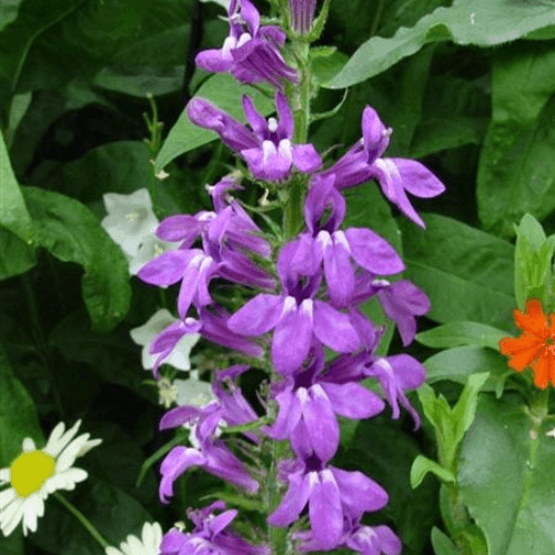 Lobélie 'Vedrariensis' - Lobelia gerardii 'Vedrariensis' - FLEURANDIE