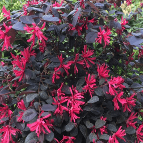 Loropetalum 'Black Pearl' - Loropetalum chinense 'Black Pearl' - FLEURANDIE