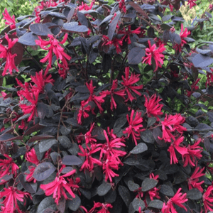 Loropetalum 'Black Pearl' - Loropetalum chinense 'Black Pearl' - FLEURANDIE
