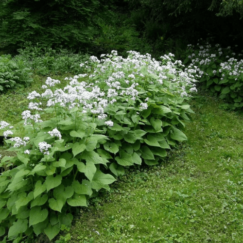 Lunaire blanche, Monnaie du pape - Lunaria rediviva 'blanche' - FLEURANDIE