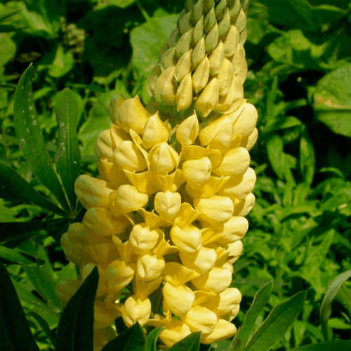 Lupin 'Chandelier' - Lupinus 'Chandelier' - FLEURANDIE