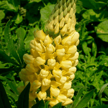 Lupin 'Chandelier' - Lupinus 'Chandelier'