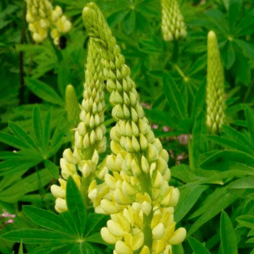 Lupin 'Chandelier' - Lupinus 'Chandelier' - FLEURANDIE