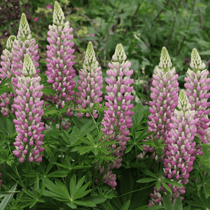 Lupin 'la chatelaine'- Lupinus 'la chatelaine' - FLEURANDIE